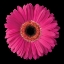 Picture of GERBERA DAISY PINK
