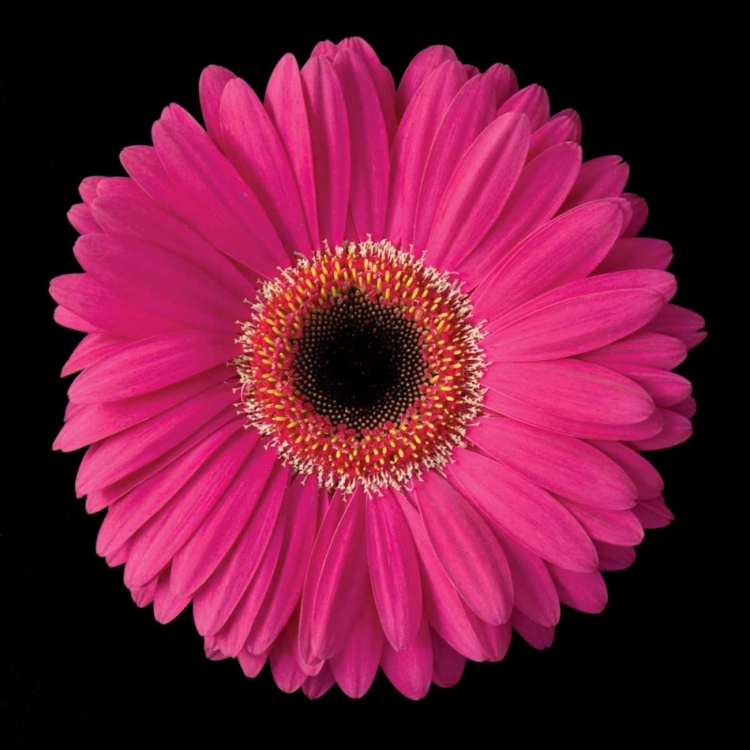Picture of GERBERA DAISY PINK