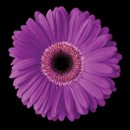 Picture of GERBERA DAISY PURPLE