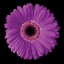 Picture of GERBERA DAISY PURPLE