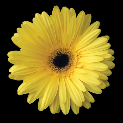 Picture of GERBERA DAISY YELLOW