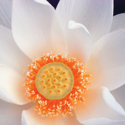 Picture of LOTUS I