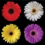 Picture of GERBERA GROUP II