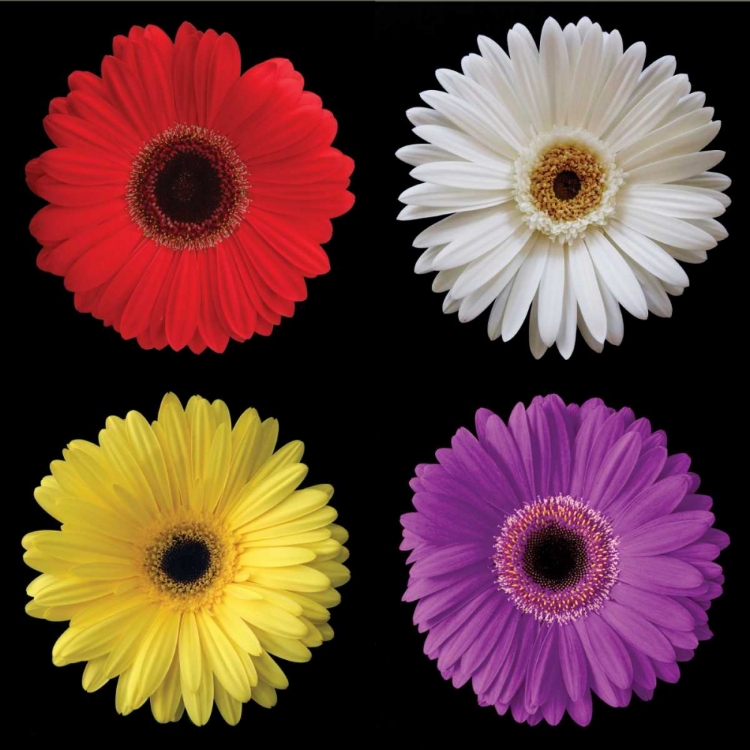 Picture of GERBERA GROUP II