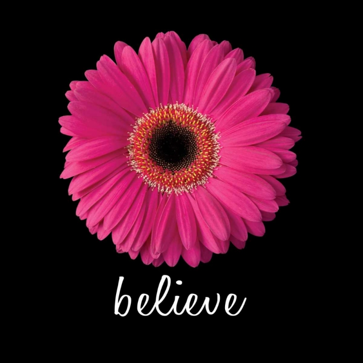 Picture of BELIEVE DAISY