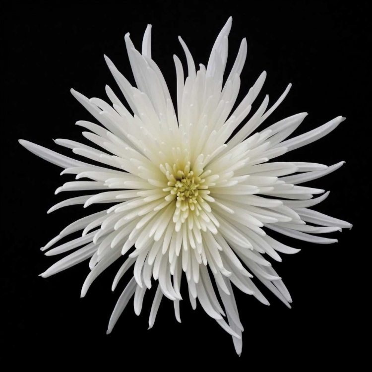 Picture of CHRYSANTHEMUM I