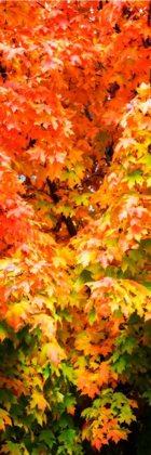 Picture of AUTUMN MAPLE I