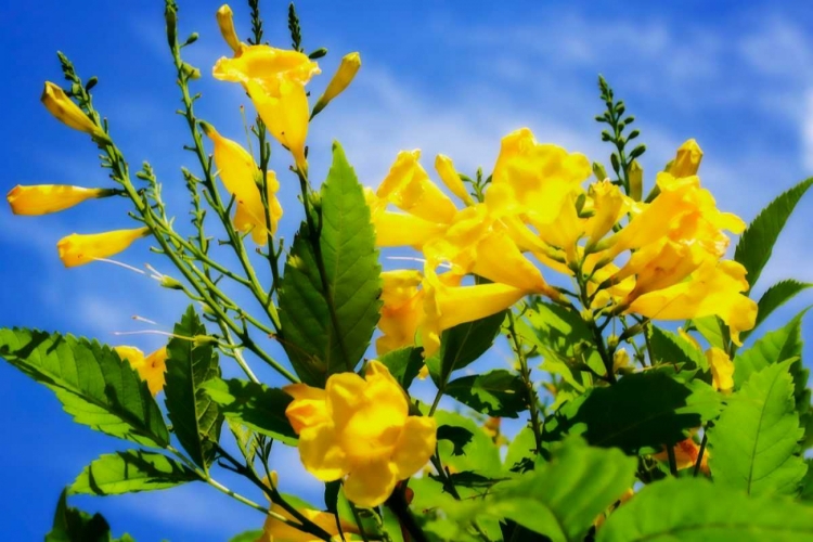 Picture of YELLOW ELDER FLOWER