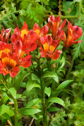 Picture of RED AND YELLOW FLOWERS