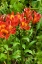 Picture of RED AND YELLOW FLOWERS
