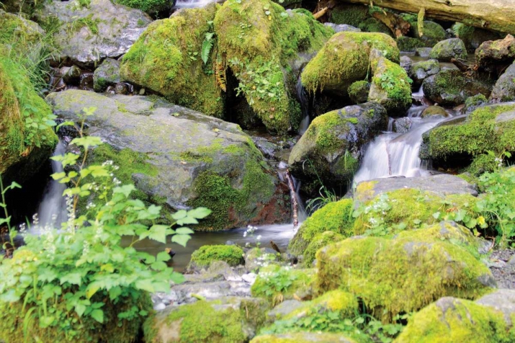 Picture of LAKE QUINALT SMALL FALLS