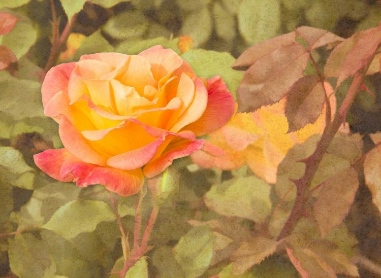 Picture of SUNSET ROSE