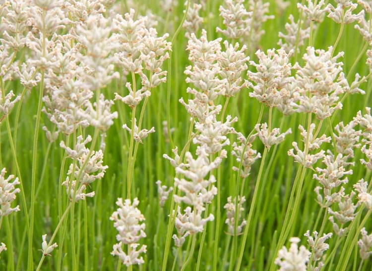 Picture of WHITE ON GREEN FIELD