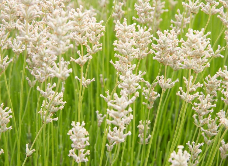 Picture of WHITE ON GREEN FIELD