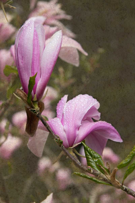 Picture of PINK TULIP TREE I