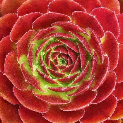 Picture of FUZZY RED SUCCULENT