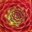 Picture of FUZZY RED SUCCULENT