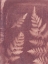Picture of BOTANICAL SUN I