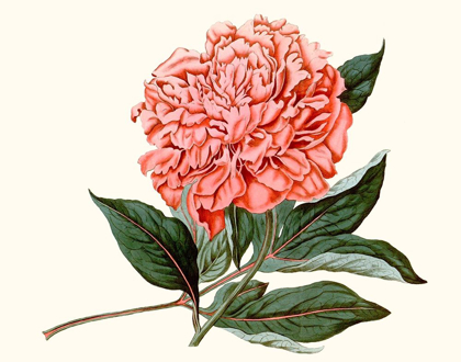 Picture of PEONY BLUSH II