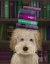 Picture of LABRADOODLE, CREAM, AND BOOKS