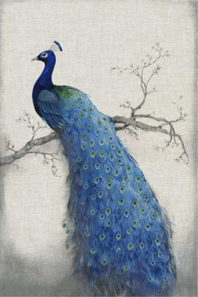 Picture of PEACOCK BLUE II