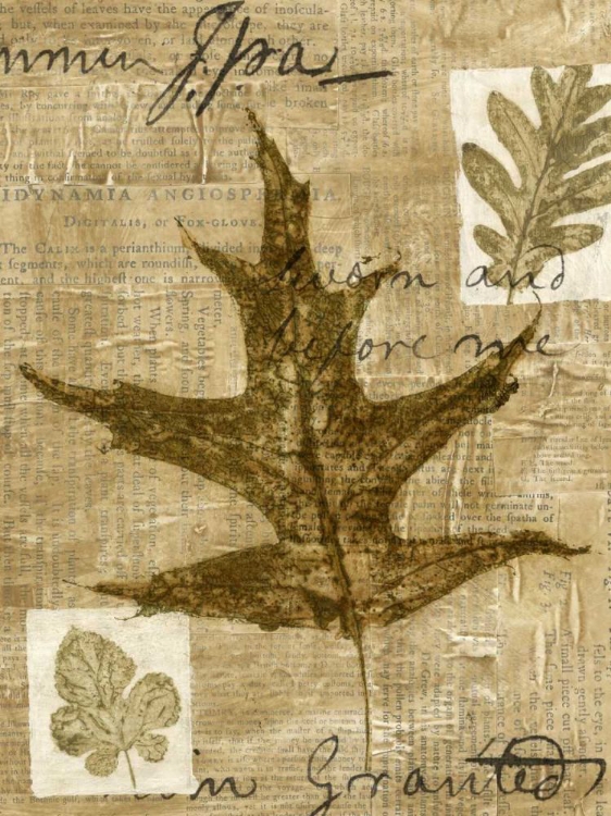Picture of LEAF COLLAGE II