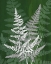 Picture of JEWEL FERNS IV