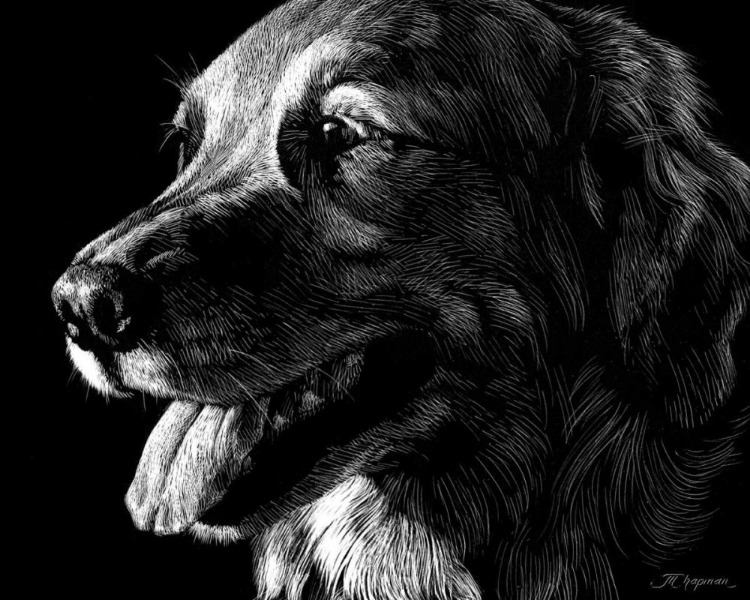 Picture of CANINE SCRATCHBOARD XIV