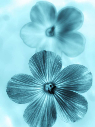 Picture of FORGET ME NOT BLUE I
