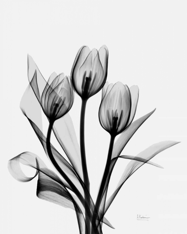 Picture of THREE GRAY TULIPS H14