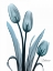Picture of MIDNIGHT SKY TULIP TRIO
