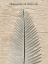 Picture of CHAMAEDOREA ILLUSTRATION