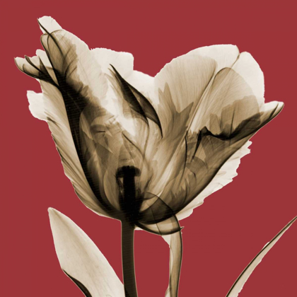Picture of RED LUSTER TULIP
