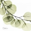 Picture of MINT EUCALYPTUS 2