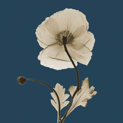 Picture of LUSTER ICELAND POPPY