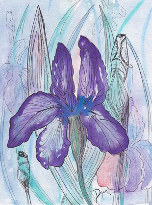 Picture of VIOLET IRIS