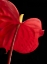 Picture of ANTHURIUM 1