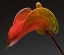 Picture of ANTHURIUM 3