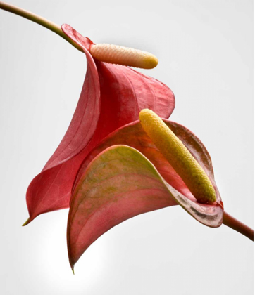 Picture of ANTHURIUM 2