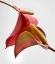 Picture of ANTHURIUM 2
