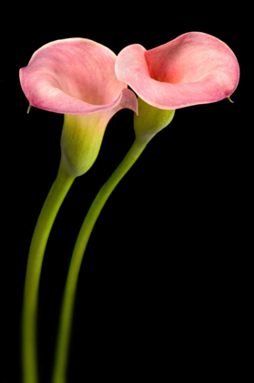 Picture of PINK CALLA LILIES