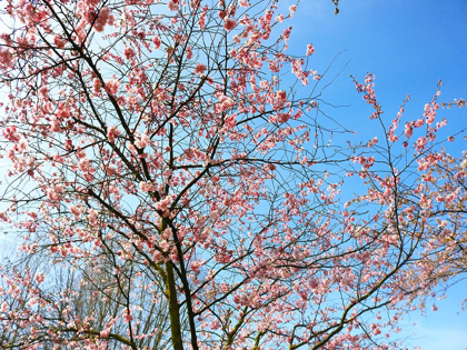 Picture of BLOSSOM PINK TREES