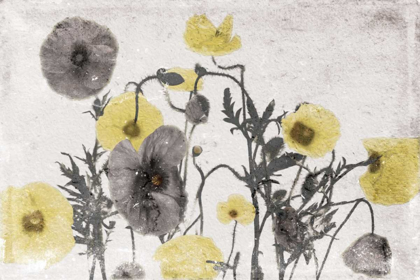 Picture of STONE WASH POPPIES LIGHT