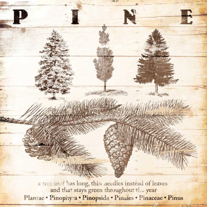 Picture of ALL ABOUT PINE