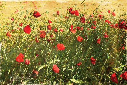 Picture of PACK OF POPPIES
