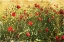 Picture of PACK OF POPPIES