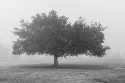 Picture of TREES IN FOG BW
