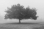 Picture of TREES IN FOG BW