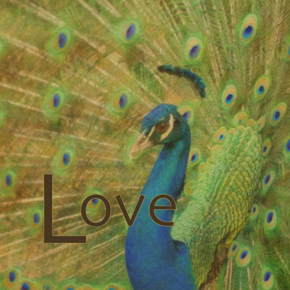 Picture of PEACOCK LOVE C