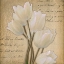 Picture of WHITE TULIP I 